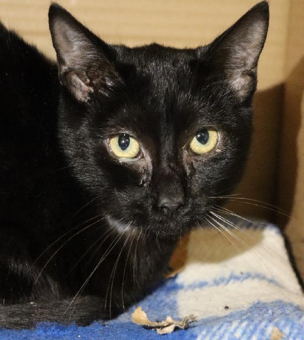 CIOCCOLATINO, micio dolcissimo (circa metà '24) Foto 2